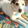 Pinwheel Pillow for Puppies
